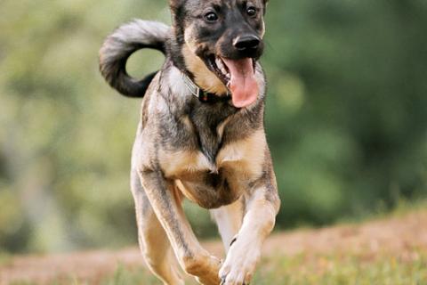 В дар собаку. Ласковый веселый некрупный песик-подросток Леха в добрые руки. Фото4