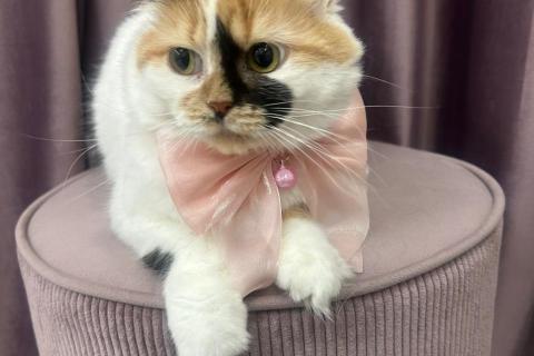 В дар кошку. Изысканная кошка Афина в добрые руки. Фото1