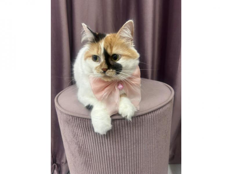 В дар кошку