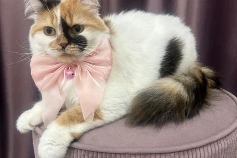 В дар кошку. Изысканная кошка Афина в добрые руки. Фото2