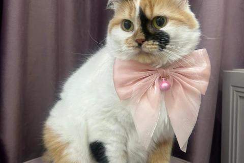 В дар кошку. Изысканная кошка Афина в добрые руки. Фото3