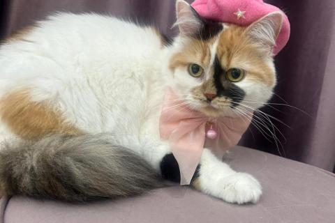 В дар кошку. Изысканная кошка Афина в добрые руки. Фото4