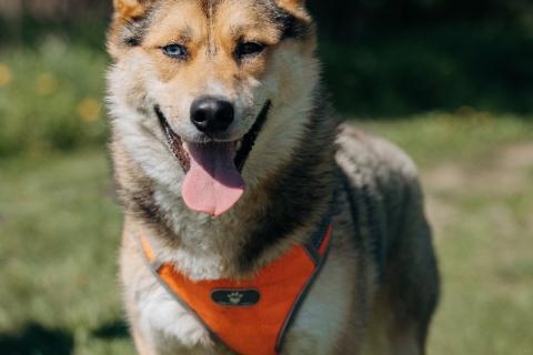 В дар собаку. Разноглазый рыжий пёс Гера в дар. Фото1