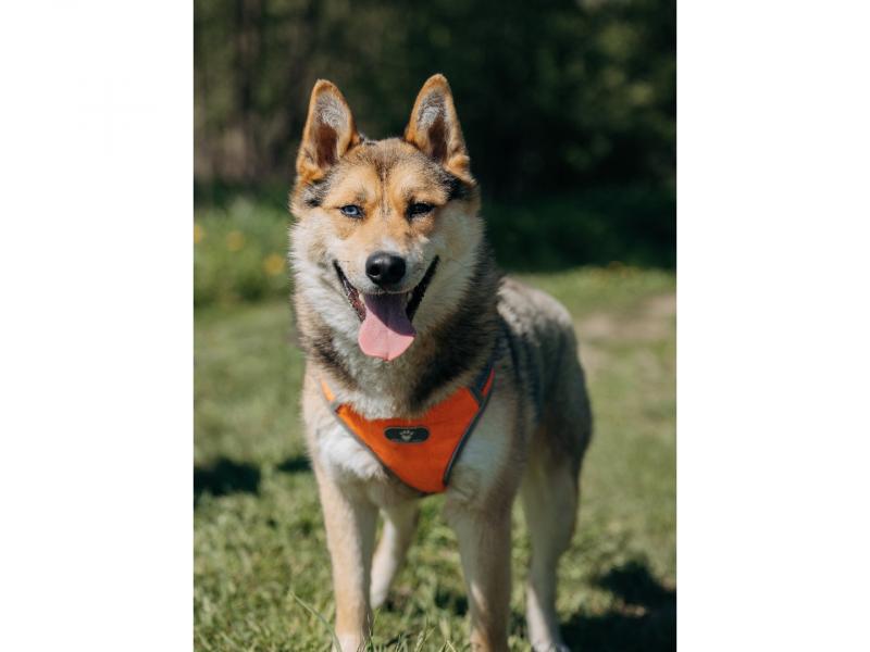 В дар собаку