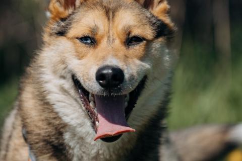 В дар собаку. Разноглазый рыжий пёс Гера в дар. Фото2