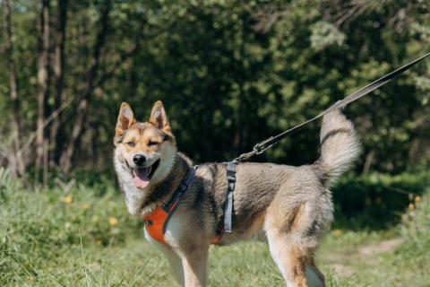 В дар собаку. Разноглазый рыжий пёс Гера в дар. Фото3