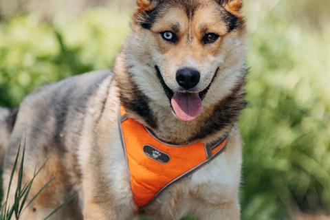 В дар собаку. Разноглазый рыжий пёс Гера в дар. Фото4