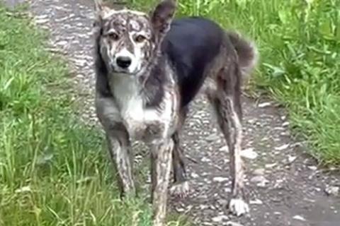 В дар собаку. Ласковый, дружелюбный песик-подросток Проша ищет дом. Фото1