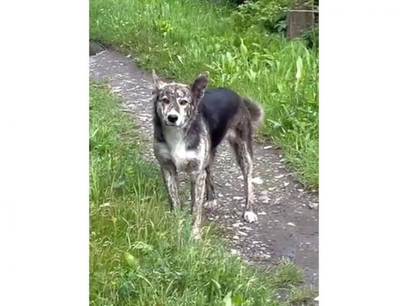 В дар собаку