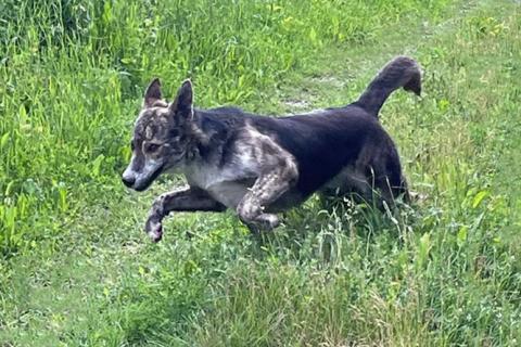 В дар собаку. Ласковый, дружелюбный песик-подросток Проша ищет дом. Фото2