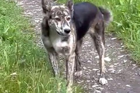 В дар собаку. Ласковый, дружелюбный песик-подросток Проша ищет дом. Фото3