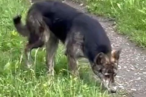 В дар собаку. Ласковый, дружелюбный песик-подросток Проша ищет дом. Фото4