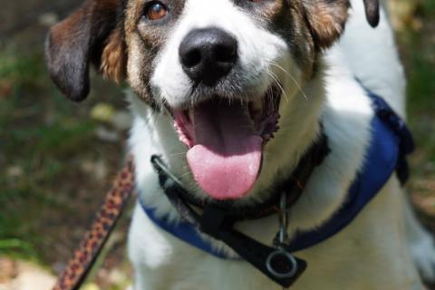 В дар собаку. Белый преданный пёс Арни в добрые руки. Фото1