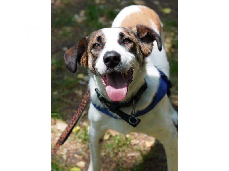 В дар собаку