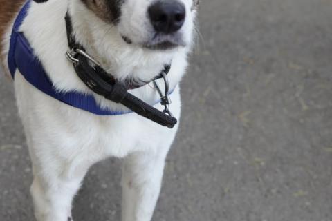 В дар собаку. Белый преданный пёс Арни в добрые руки. Фото2