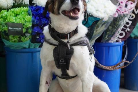 В дар собаку. Белый преданный пёс Арни в добрые руки. Фото3