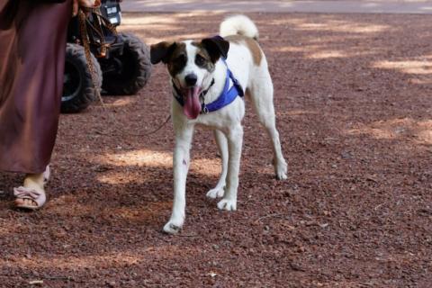 В дар собаку. Белый преданный пёс Арни в добрые руки. Фото4