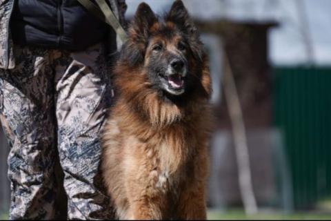 В дар собаку.  Чак бельгийская овчарка 6 лет. Фото1