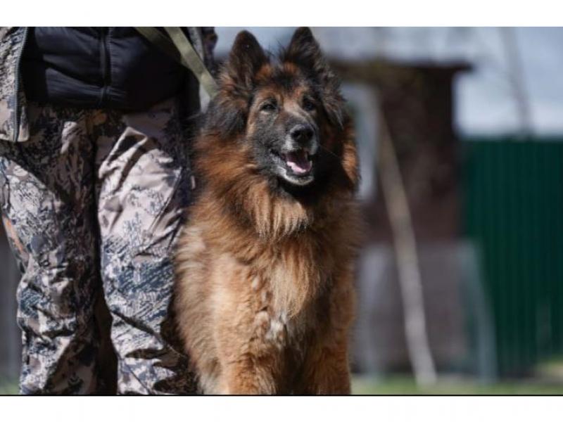 В дар собаку