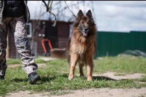 В дар собаку.  Чак бельгийская овчарка 6 лет. Фото2