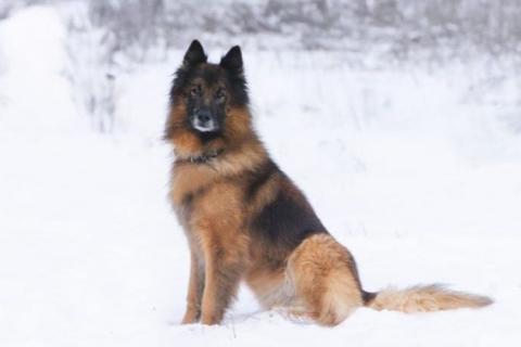 В дар собаку.  Чак бельгийская овчарка 6 лет. Фото3