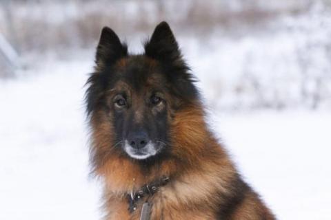 В дар собаку.  Чак бельгийская овчарка 6 лет. Фото4