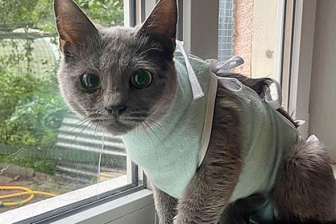 В дар кошку. Британская молодая кошечка ищет дом. Фото1