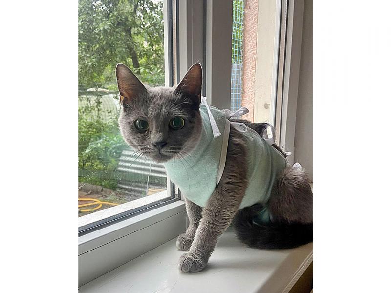 В дар кошку