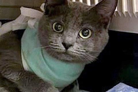 В дар кошку. Британская молодая кошечка ищет дом. Фото2