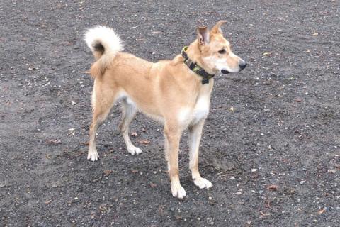 В дар собаку. Домашний умный пес Дрим в добрые руки. Фото1