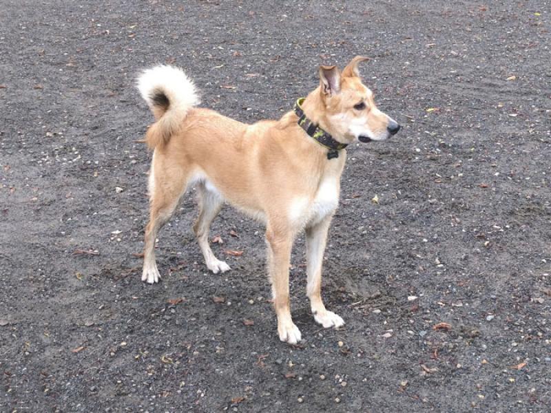 В дар собаку