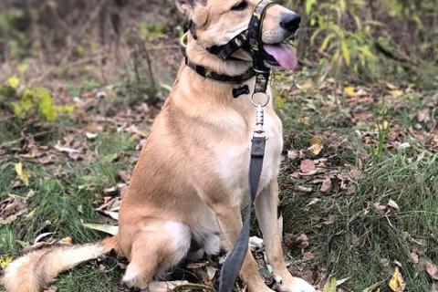 В дар собаку. Домашний умный пес Дрим в добрые руки. Фото2