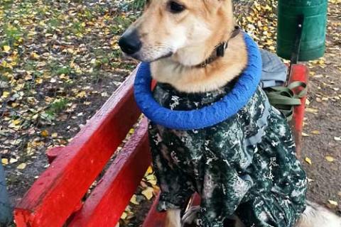 В дар собаку. Домашний умный пес Дрим в добрые руки. Фото3