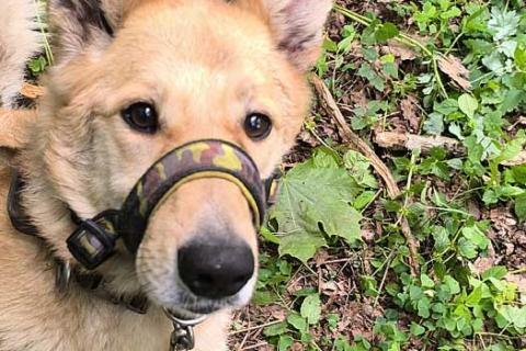 В дар собаку. Домашний умный пес Дрим в добрые руки. Фото4