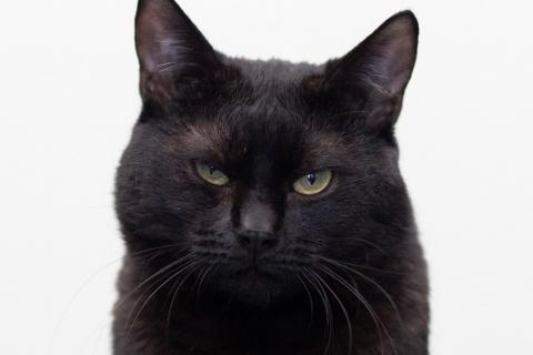 В дар кошку. Котик Черныш. Фото1