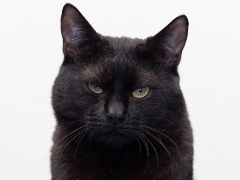 В дар кошку