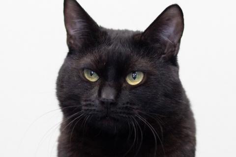 В дар кошку. Котик Черныш. Фото2