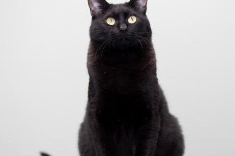 В дар кошку. Котик Черныш. Фото3