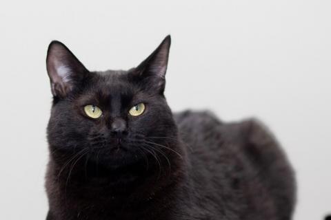 В дар кошку. Котик Черныш. Фото4