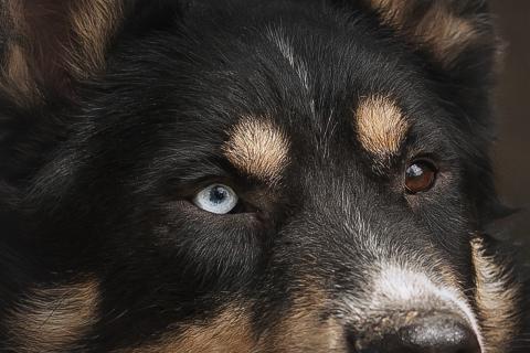 В дар собаку. В него стреляли, но он выжил!. Фото1