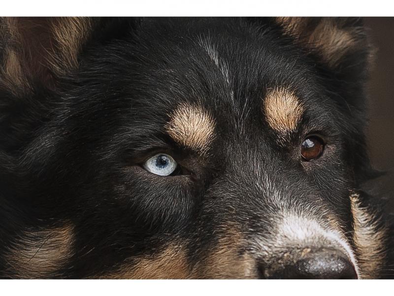 В дар собаку