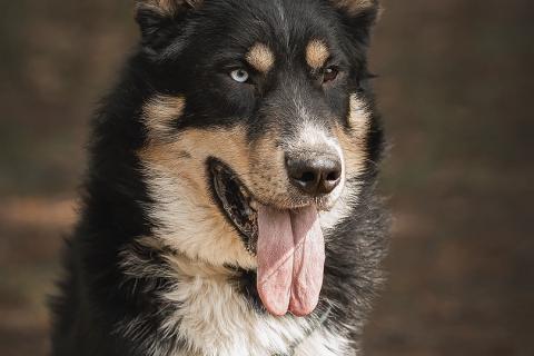 В дар собаку. В него стреляли, но он выжил!. Фото2