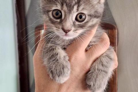 В дар кошку. Малышка Арвен, чудесный серо-дымчатый котенок в добрые руки. Фото1