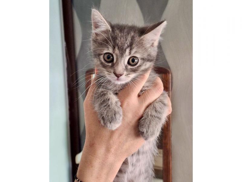 В дар кошку