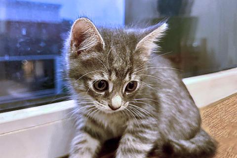 В дар кошку. Малышка Арвен, чудесный серо-дымчатый котенок в добрые руки. Фото2