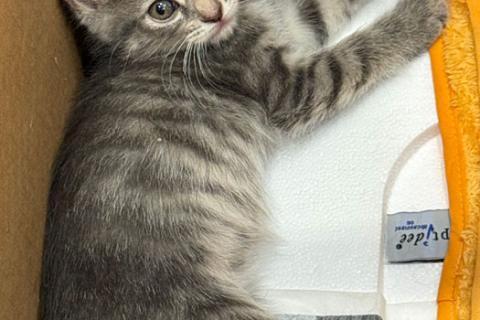 В дар кошку. Малышка Арвен, чудесный серо-дымчатый котенок в добрые руки. Фото3