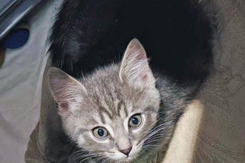 В дар кошку. Малышка Арвен, чудесный серо-дымчатый котенок в добрые руки. Фото4