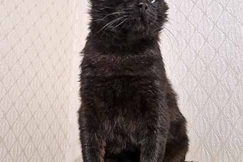 В дар кошку. Самый добрый на свете котик Сириус ищет дом и доброе сердце. Фото1