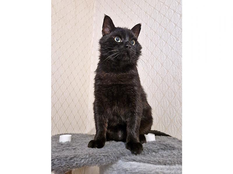 В дар кошку