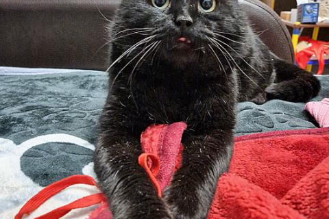 В дар кошку. Самый добрый на свете котик Сириус ищет дом и доброе сердце. Фото2